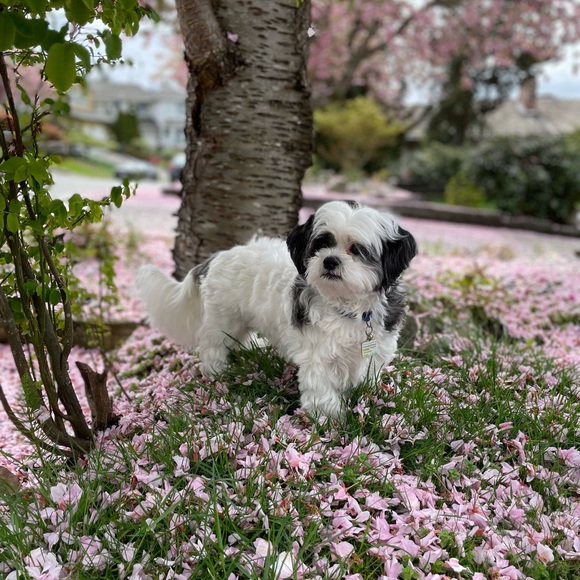 Meet your Posher, Ashley - Picture 1 of 1